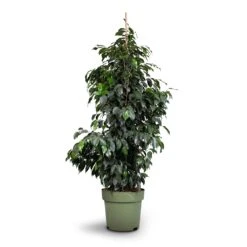 Ficus Benjamina Danielle - Weeping Fig - Branched -Indoor Plants Store Ficus benjamina Danielle Weeping Fig Branched 27x130cm healed