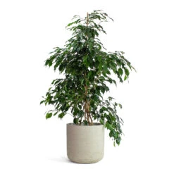 Ficus Benjamina Danielle - Weeping Fig - Branched -Indoor Plants Store Ficus benjamina Danielle Weeping Fig Branched Charlie Plant Pot Grey Washed