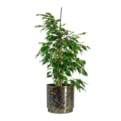 Ficus Benjamina Danielle - Weeping Fig - Branched -Indoor Plants Store Ficus benjamina Danielle Weeping Fig Branched Minou Metal Plant Pots Set of 3 Copper Black