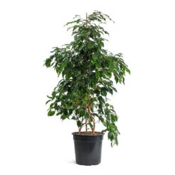 Ficus Benjamina Danielle - Weeping Fig - Branched -Indoor Plants Store Ficus benjamina Danielle Weeping Fig Branched New
