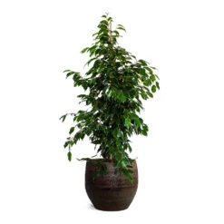 Ficus Benjamina Danielle - Weeping Fig - Branched -Indoor Plants Store Ficus benjamina Danielle Weeping Fig Branched Owen Plant Pot Brown