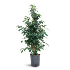 Ficus Benjamina Danielle - Weeping Fig - HydroCare 10 Ficus Benjamina Danielle - Weeping Fig - HydroCare -Indoor Plants Store Ficus benjamina Danielle Weeping Fig Hydroculture 18 19x100cm