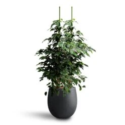 Grigio Balloon Plant Pot - Anthracite Concrete -Indoor Plants Store Ficus benjamina Danielle Weeping Fig Hydroculture Grigio Balloon Plant Pot Anthracite Concrete d322f56d a0fc 4254 be65 45be23cf3f0a