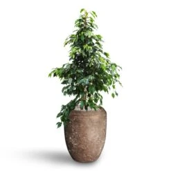 Polystone Coated Plain Coppa Planter - Rock 37 Polystone Coated Plain Coppa Planter - Rock -Indoor Plants Store Ficus benjamina Danielle Weeping Fig Hydroculture Polystone Coated Plain Coppa Planter Rock
