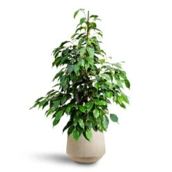 Ficus Benjamina Danielle - Weeping Fig - HydroCare 12 Ficus Benjamina Danielle - Weeping Fig - HydroCare -Indoor Plants Store Ficus benjamina Danielle Weeping Fig Hydroculture Raindrop Tube Round Planter Stone