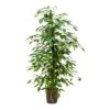 Ficus Benjamina - HydroCare -Indoor Plants Store Ficus benjamina Hydro 18 19x120 1