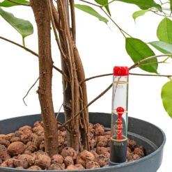 Ficus Benjamina - HydroCare -Indoor Plants Store Ficus benjamina HydroCare
