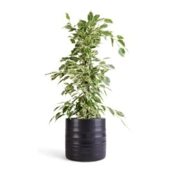 Hadleigh Plant Pot - Charcoal -Indoor Plants Store Ficus benjamina Twilight Weeping Fig Branched 14x55cm Hadleigh Plant Pot Charcoal 17x15cm efc9e4c8 75b5 41b9 a692 7ba1a0cb3e25