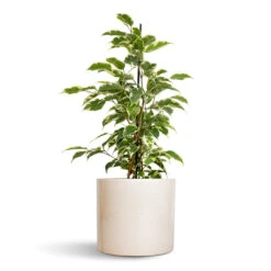 Lazzaro Plant Pot - Linen Effect -Indoor Plants Store Ficus benjamina Twilight Weeping Fig Branched 14x55cm Lazzaro Plant Pot Linen Effect 18x16cm