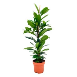 Ficus Cyathistipula - African Fig -Indoor Plants Store Ficus cyathistipula African Fig 110cm