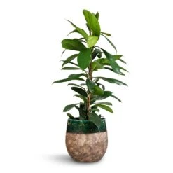 Lindy Plant Pot - Black Green -Indoor Plants Store Ficus cyathistipula African Fig 21x90cm Lindy Plant Pot Black Green 23x20cm 2