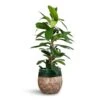 Ficus Cyathistipula - African Fig -Indoor Plants Store Ficus cyathistipula African Fig 21x90cm Lindy Plant Pot Black Green 23x20cm 2 bdb76451 8a8a 41e3 9d4a 8d22c652a7c3