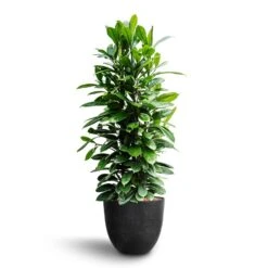 Ficus Cyathistipula - HydroCare -Indoor Plants Store Ficus cyathistipula African Fig Bola Artstone Plant Pot Black