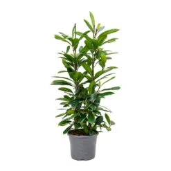 Ficus Cyathistipula - African Fig -Indoor Plants Store Ficus cyathistipula African Fig Large