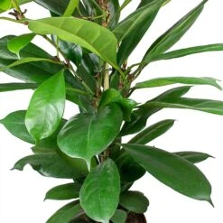 Ficus Cyathistipula - African Fig -Indoor Plants Store Ficus cyathistipula African Fig Leaves