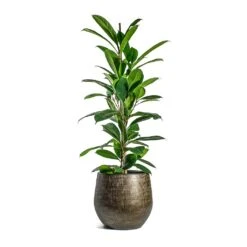 Ryan Plant Pot - Shiny Gold -Indoor Plants Store Ficus cyathistipula African Fig Ryan Plant Pot Shiny Gold cc032f17 2bf2 4928 9436 c5a000b1f591