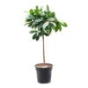 Ficus Cyathistipula - African Fig - Straight Stem 1 Ficus Cyathistipula - African Fig - Straight Stem -Indoor Plants Store Ficus cyathistipula African Fig Straight Stem 30x150cm