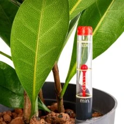 Ficus Cyathistipula - HydroCare -Indoor Plants Store Ficus cyathistipula HydroCare 15 19x80cm