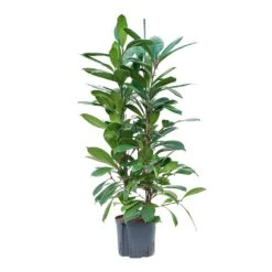Ficus Cyathistipula - HydroCare -Indoor Plants Store Ficus cyathistipula Hydroculture 22 19x120cm