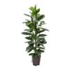 Ficus Cyathistipula - HydroCare 2 Ficus Cyathistipula - HydroCare -Indoor Plants Store Ficus cyathistipula Hydroculture Indoor Plant