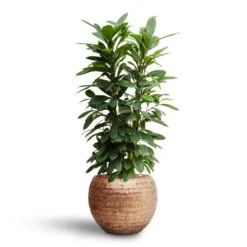 Ficus Cyathistipula - HydroCare -Indoor Plants Store Ficus cyathistipula Hydroculture Opus Hammered Globe Planter Gold
