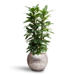 Ficus Cyathistipula - HydroCare -Indoor Plants Store Ficus cyathistipula Hydroculture Opus Hammered Globe Planter Silver