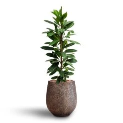 Ficus Cyathistipula - HydroCare -Indoor Plants Store Ficus cyathistipula Hydroculture Opus Hit Darcy Planter Gold