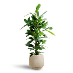 Ficus Cyathistipula - HydroCare -Indoor Plants Store Ficus cyathistipula Hydroculture Raindrop Tube Round Planter Stone