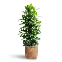 Zayn Bamboo Planter -Indoor Plants Store Ficus cyathistipula Hydroculture Zayn Bamboo Planter 7de41e21 c05b 47ee ad08 ac6ff41adf3b