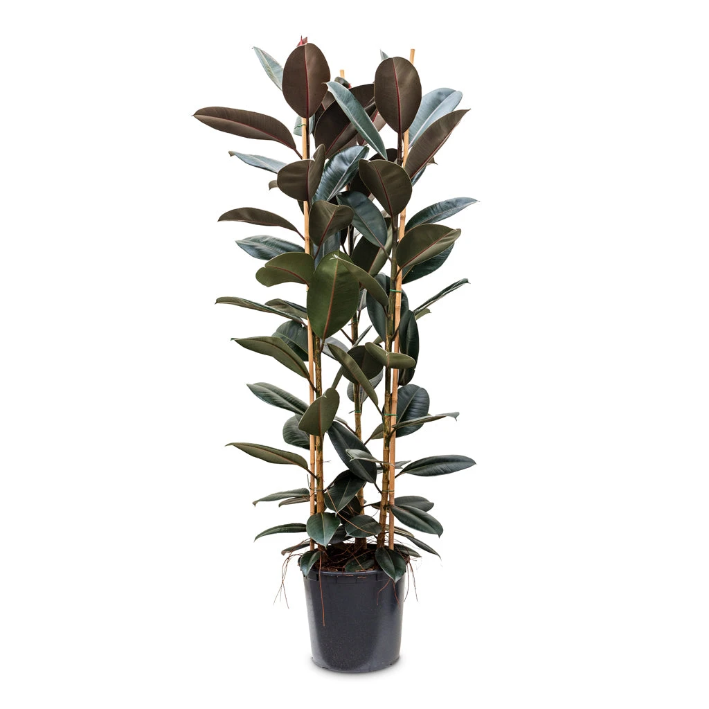 Ficus Elastica Abidjan - Burgundy Rubber Plant 20 Ficus Elastica Abidjan - Burgundy Rubber Plant - Image 18