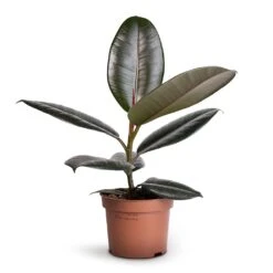Ficus Elastica Abidjan - Burgundy Rubber Plant 24 Ficus Elastica Abidjan - Burgundy Rubber Plant -Indoor Plants Store Ficus elastica Abidjan Burgundy Rubber Plant 12x35cm 1