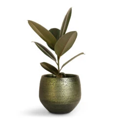 Ficus Elastica Abidjan - Burgundy Rubber Plant 29 Ficus Elastica Abidjan - Burgundy Rubber Plant -Indoor Plants Store Ficus elastica Abidjan Burgundy Rubber Plant 14x35cm Noor Plant Pot Velvet Green 19x16cm 35165376 54e6 408e 88cf 68d9c8b1ee8a