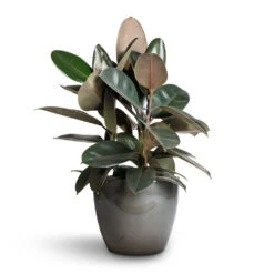 Ficus Elastica Abidjan - Burgundy Rubber Plant 34 Ficus Elastica Abidjan - Burgundy Rubber Plant -Indoor Plants Store Ficus elastica Abidjan Burgundy Rubber Plant 24x60cm Sven Plant Pot Smoke 33x28cm ba64c22b aeab 48fc 8a37 d7926ef4d96b