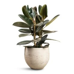 Mini Orb Kevan Plant Pot - Grey Washed 27 Mini Orb Kevan Plant Pot - Grey Washed -Indoor Plants Store Ficus elastica Abidjan Burgundy Rubber Plant 24x80cm Mini Orb Kevan Plant Pot Grey Washed 32x28cm f19d0d41 3850 4b84 bc02 e79d541880aa