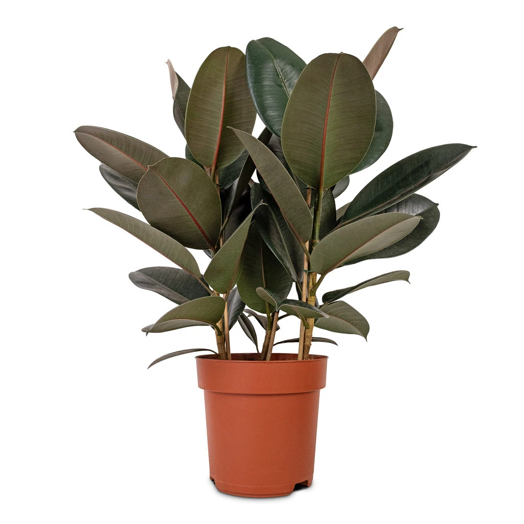 Ficus Elastica Abidjan - Burgundy Rubber Plant 21 Ficus Elastica Abidjan - Burgundy Rubber Plant - Image 19
