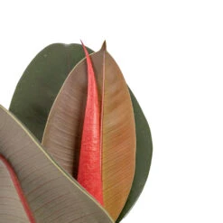 Ficus Elastica Abidjan - Burgundy Rubber Plant 25 Ficus Elastica Abidjan - Burgundy Rubber Plant -Indoor Plants Store Ficus elastica Abidjan Burgundy Rubber Plant DETAIL