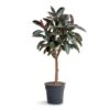 Ficus Elastica Abidjan - Burgundy Rubber Plant - Straight Stem 1 Ficus Elastica Abidjan - Burgundy Rubber Plant - Straight Stem -Indoor Plants Store Ficus elastica Abidjan Burgundy Rubber Plant Straight Stem