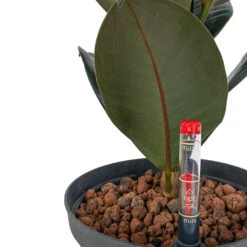 Ficus Elastica Abidjan - HydroCare -Indoor Plants Store Ficus elastica Abidjan HydroCare 18 19x55cm