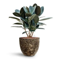 Ficus Elastica Abidjan - HydroCare -Indoor Plants Store Ficus elastica Abidjan HydroCare Lava Couple Relic Planter Black