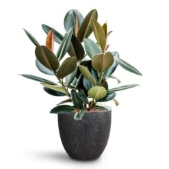 Raindrop Egg Planter - Anthracite 16 Raindrop Egg Planter - Anthracite -Indoor Plants Store Ficus elastica Abidjan HydroCare Raindrop Couple Planter Anthracite