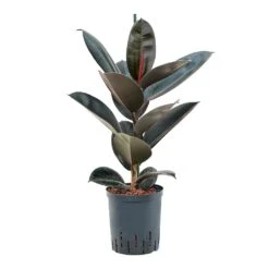 Ficus Elastica Abidjan - HydroCare -Indoor Plants Store Ficus elastica Abidjan Hydroculture 18 19x95cm