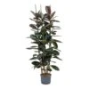 Ficus Elastica Abidjan - HydroCare 2 Ficus Elastica Abidjan - HydroCare -Indoor Plants Store Ficus elastica Abidjan Hydroculture Indoor Plant