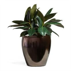 Amora Plant Pot - Black Gold -Indoor Plants Store Ficus elastica Abidjan Rubber Plant 24x60cm Amora Plant Pot Black Gold 32x32cm