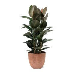 Ficus Elastica Abidjan - Burgundy Rubber Plant 32 Ficus Elastica Abidjan - Burgundy Rubber Plant -Indoor Plants Store Ficus elastica Abidjan Rubber Plant Bola Artstone Plant Pot Oak