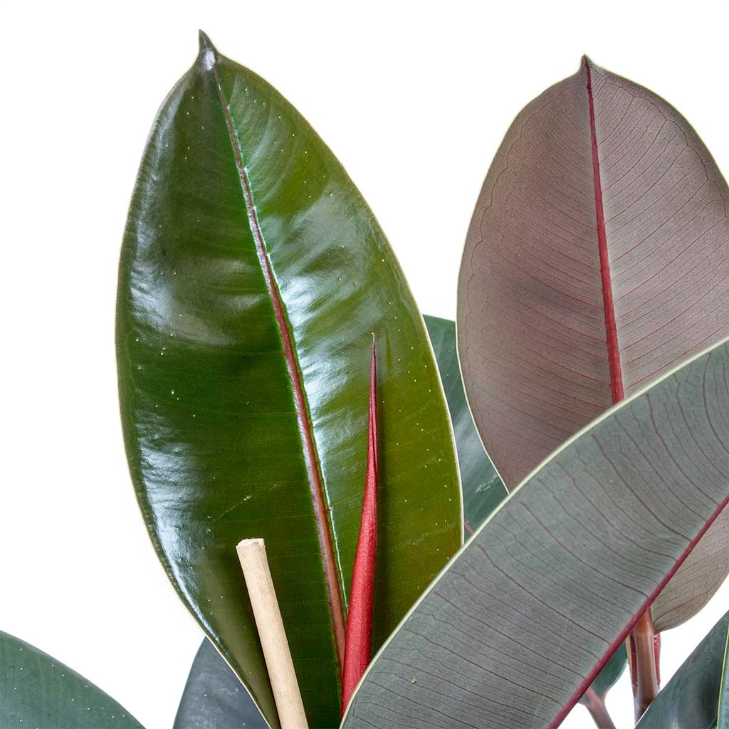 Ficus Elastica Abidjan - Burgundy Rubber Plant 4 Ficus Elastica Abidjan - Burgundy Rubber Plant - Image 2