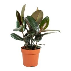 Ficus Elastica Abidjan - Burgundy Rubber Plant 37 Ficus Elastica Abidjan - Burgundy Rubber Plant -Indoor Plants Store Ficus elastica Abidjan Rubber Plant Medium