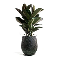 Opus Hit Darcy Planter - Silver 31 Opus Hit Darcy Planter - Silver -Indoor Plants Store Ficus elastica Abidjan Rubber Plant Opus Hit Darcy Planter Silver