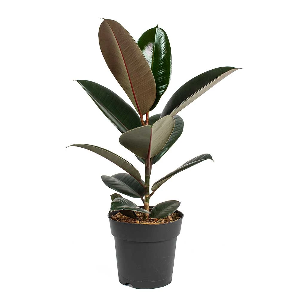 Ficus Elastica Abidjan - Burgundy Rubber Plant 7 Ficus Elastica Abidjan - Burgundy Rubber Plant - Image 5