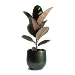 Ficus Elastica Abidjan - Burgundy Rubber Plant 27 Ficus Elastica Abidjan - Burgundy Rubber Plant -Indoor Plants Store Ficus elastica Abidjan Rubber Plant Zembla Plant Pot c67bf52f 51a2 4e75 9feb ae8f8f8ec552