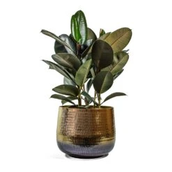 Ficus Elastica Abidjan - Burgundy Rubber Plant 28 Ficus Elastica Abidjan - Burgundy Rubber Plant -Indoor Plants Store Ficus elastica Abidjan Rubber Plant jenna metal plant pot d6131747 ac3c 4a08 b667 5b79f8ad5f01